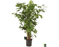 Caryota mitis 150 cm – Kamerplant – Vers Van De Kweker – Potmaat Ø24 cm