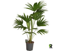 Livistona chinensis 3 pp 120 cm – Kamerplant – Vers Van De Kweker – Potmaat Ø24 cm