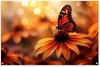 Papillon - Bloem, Orange