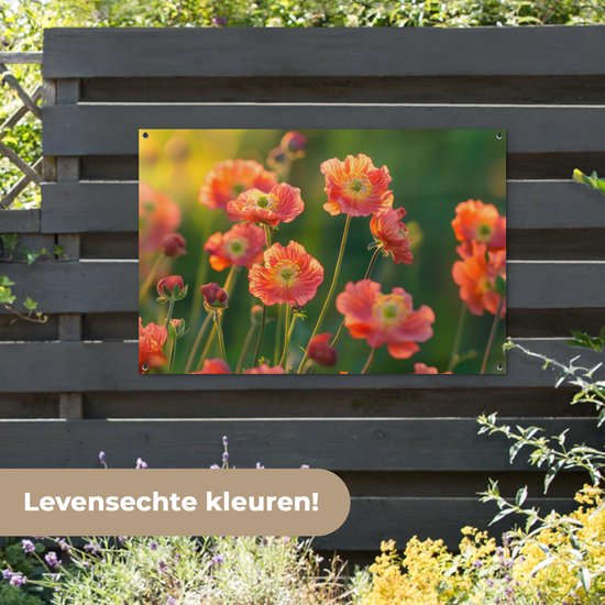 Een poster met oranje klaprozen in warm zonlicht. De bloemen hebben fijne, rode strepen op hun oranje bloemblaadjes.