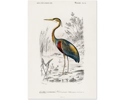 Poster Charles Dessalines d'Orbigny - Purple heron (Ardea purpurea) 70x100 cm - exclusief lijst