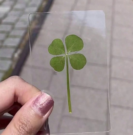 Trèfle à quatre feuilles sous film plastique - Plante véritable - Trèfle à quatre feuilles - Encadré - Véritable trèfle à quatre feuilles - Vert