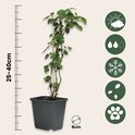 Een groene bessenplant van 25-40cm hoog in een 9cm pot, met klimaatsymbolen.