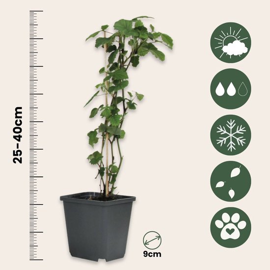 Een groene bessenplant van 25-40cm hoog in een 9cm pot, met klimaatsymbolen.