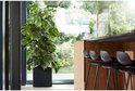 Een grote, donkergroene Monstera plant in een vierkante, zwarte plantenbak bij een raam, met zicht op een tuin.