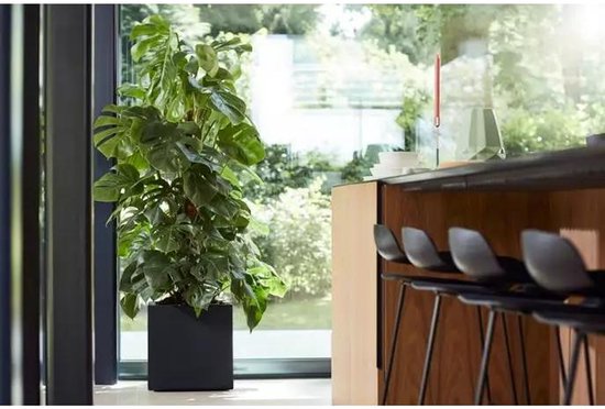 Een grote, donkergroene Monstera plant in een vierkante, zwarte plantenbak bij een raam, met zicht op een tuin.