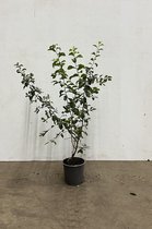 Sleedoorn (Prunus spinosa) 60-100 cm In pot - inheemse plant - vogelaantrekkelijk door zijn bessen - witte bloemen