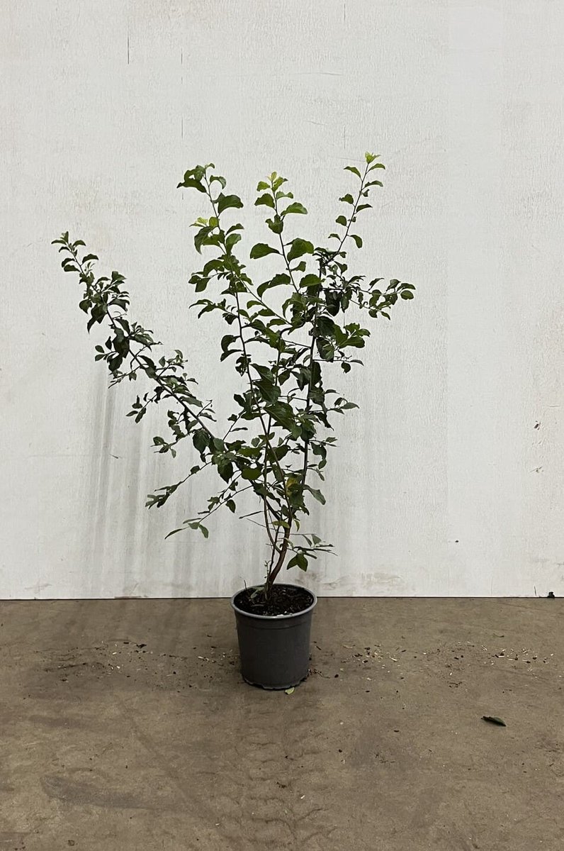 Sleedoorn 60-100 cm (in pot) - Prunus spinosa - Ø17 cm - inheemse plant - vogelaantrekkelijk door zijn bessen - witte bloemen