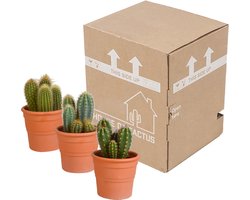 Cereus mix 10.5 cm in terracotta pot | 3 stuks