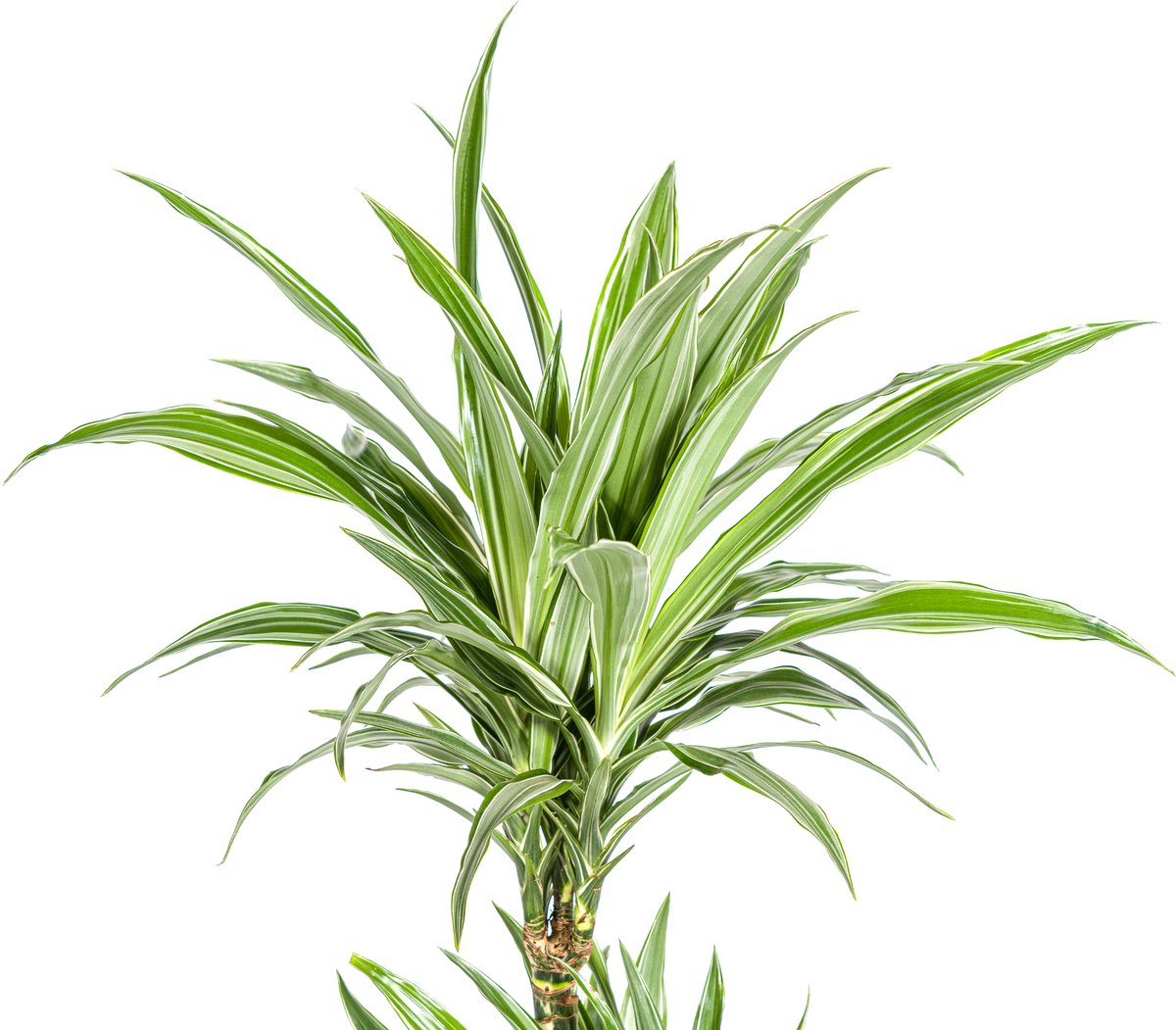 Dracaena Deremensis White Stripe Ø19cm - 80cm