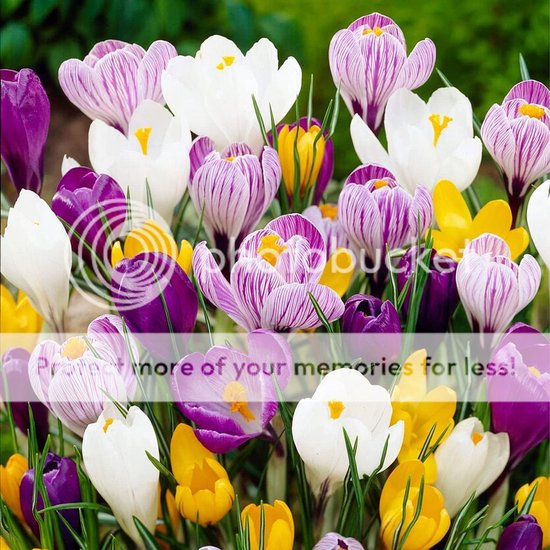 Foto: Krokus crocus bloembollen 150 stuks mix van 5 soorten meerkleurig bloem bollen meerjarig mix