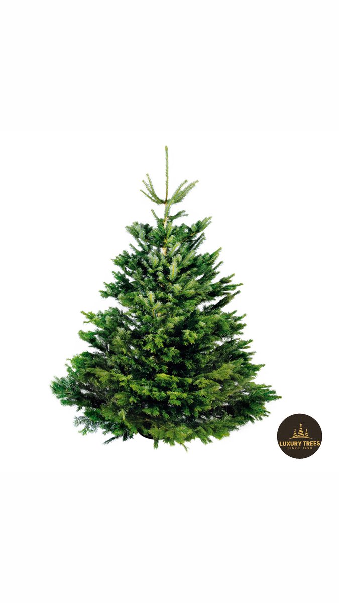 Echte Nordmann-kerstboom in groen, 275-300 cm, gezaagd - Luxury Trees.