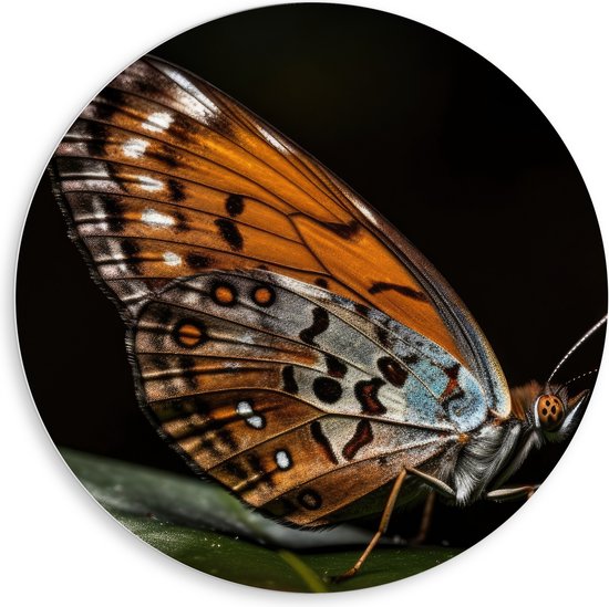 PVC Schuimplaat Muurcirkel - Acraea vlinder zit op groen blad met zwarte achtergrond - 80x80 cm Foto op Muurcirkel (met ophangsysteem)