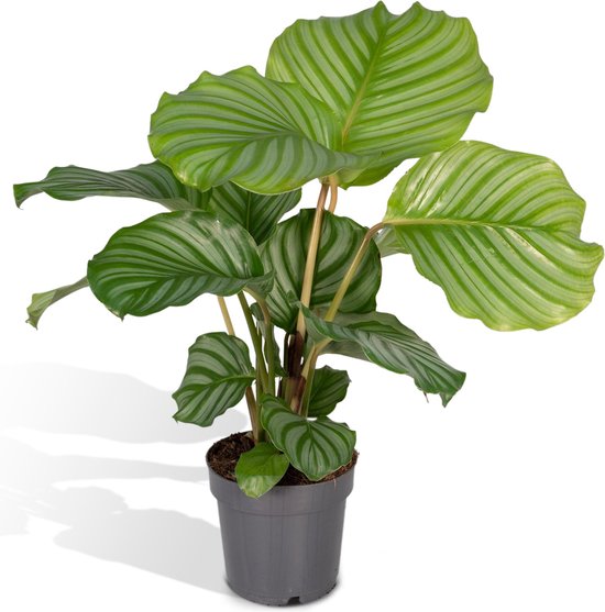 Hello Plants Calathea Orbifolia Pauwenplant - Ø 14 cm - Hoogte: 50 cm - Kamerplant