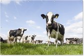 Tuinposter koeien - Tuindecoratie dieren - 180x120 cm - Tuindoek Friesland - Muurdecoratie voor buiten - Schuttingposter - Tuinschilderijen - Tuinwanddecoratie gras - Tuinposters