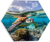 PVC Schuimplaat Hexagon - Bruine schildpad zwemt door de zee met koraal - 30x26.1 cm Foto op Hexagon (Met Ophangsysteem)