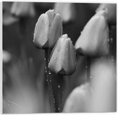 PVC Schuimplaat - Bloemen - Natuur - Tulpen - Druppels - Zwart - Wit - 50x50 cm Foto op PVC Schuimplaat (Met Ophangsysteem)