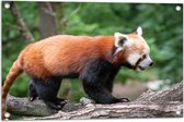 Tuinposter – Rode Panda Kruipend over Boomstammen in het Bos - 75x50 cm Foto op Tuinposter (wanddecoratie voor buiten en binnen)