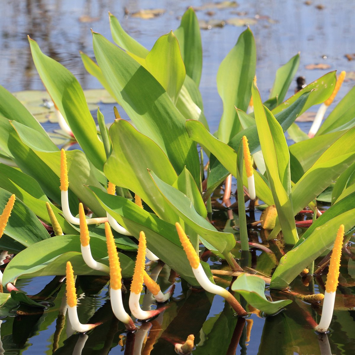 VDVELDE Plantes d'étang Cœur d'Hiver - 9 Plantes Aquatiques - Pour 500  litres d'eau 