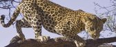 Leopard Tree Photo Wallcovering
