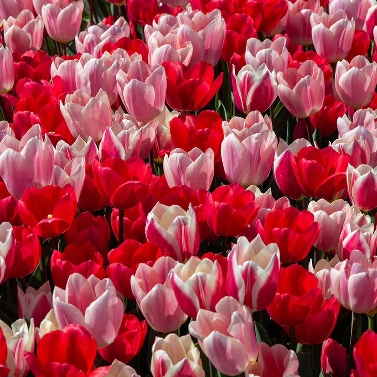 Bloembollen Mix Tulpen Morning Delight | 300 stuks | Darwinhybride | Roze |