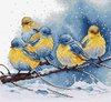 eastern bluebirds