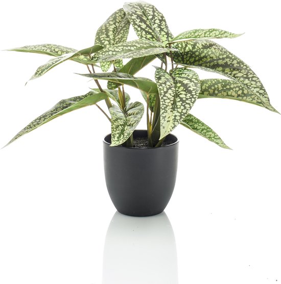 Calathea Dots - Plante d'ombre - 38 cm - plante artificielle