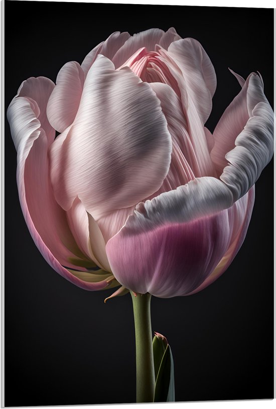 Acrylglas - Close-up van Roze Tulp tegen Zwarte Achtergrond - 60x90 cm Foto op Acrylglas (Met Ophangsysteem)
