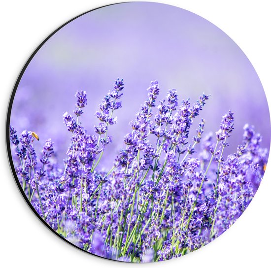 Dibond Muurcirkel - Veld Vol met Lavendelbloemen - 20x20 cm Foto op Aluminium Muurcirkel (met ophangsysteem)