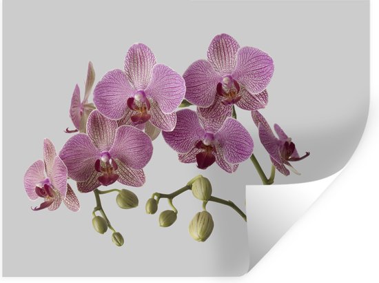 Sticker Muursticker Orchidée - Orchidées sur fond gris - 160x120 cm - film  adhésif... | bol.com