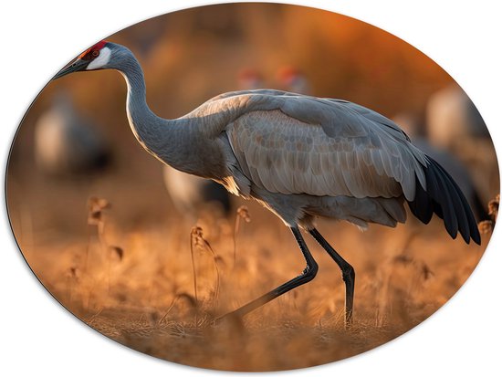 Dibond Ovaal - Kraan vogel loopt door natuur gebied heen met zijn groep op de achtergrond - 108x81 cm Foto op Ovaal (Met Ophangsysteem)