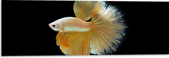 Dibond - Zijaanzicht van Goud- Gele Vis met Sierlijke Vinnen - 90x30 cm Foto op Aluminium (Met Ophangsysteem)