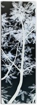 Dibond - Takken - Boom - Bladeren - Natuur - Zwart - Wit - 50x150 cm Foto op Aluminium (Met Ophangsysteem)