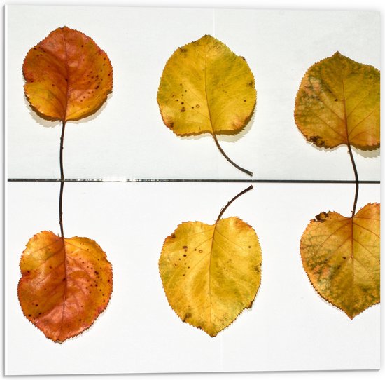 PVC Schuimplaat - Bladeren - Herfst - Kleuren - 50x50 cm Foto op PVC Schuimplaat (Met Ophangsysteem)