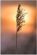 Poster Glanzend – Zonlicht tegen Droog Gras - 70x105 cm Foto op Posterpapier met Glanzende Afwerking