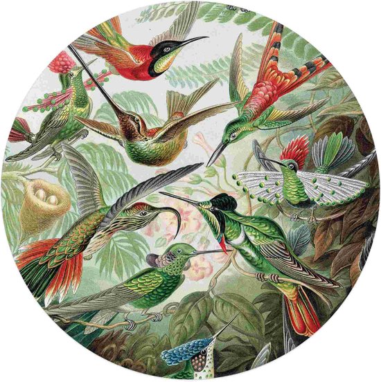 Acrylglas Hummingbirds