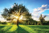 Fotobehang - Vlies Behang - Boom met Zonsopgang - Landschap - 416 x 290 cm