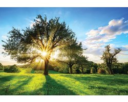 Fotobehang - Vlies Behang - Boom met Zonsopgang - Landschap - 416 x 290 cm