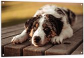 Tuinposter – Liggende Zwart met Witte Hond op Houten Picknicktafel - 120x80 cm Foto op Tuinposter (wanddecoratie voor buiten en binnen)