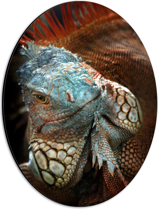 Dibond Ovaal - Close-up van Gezicht van Blauwe Iguana Reptiel - 30x40 cm Foto op Ovaal (Met Ophangsysteem)