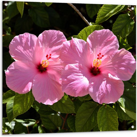 Tuinposter – Bloemen - Natuur - Roze - 100x100 cm Foto op Tuinposter (wanddecoratie voor buiten en binnen)