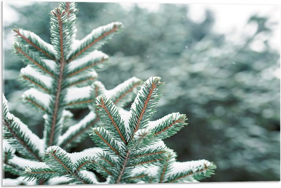 Acrylglas - Laagje Sneeuw op Varenplanten - 75x50 cm Foto op Acrylglas (Met Ophangsysteem)