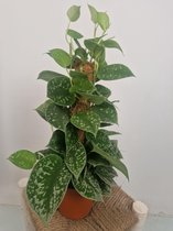 Scindapsus pictus Silvery Ann 'Drakenklimop' - Aan mosstok - Potmaat 15cm - planthoogte 50cm - Plants By Suus