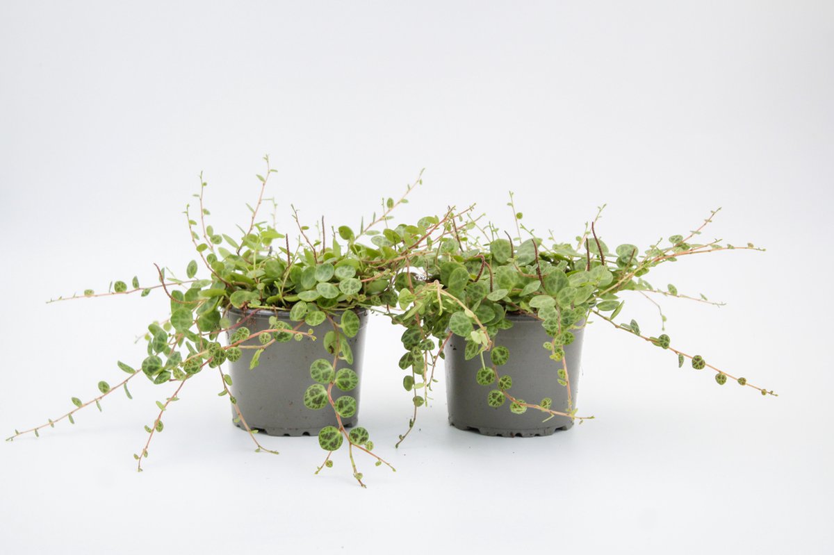 Ikhebeencactus | set van 2 stuks | Peperomia prostrata | string of turtles | unieke hangplant | 8.5cm pot | 15cm hoog