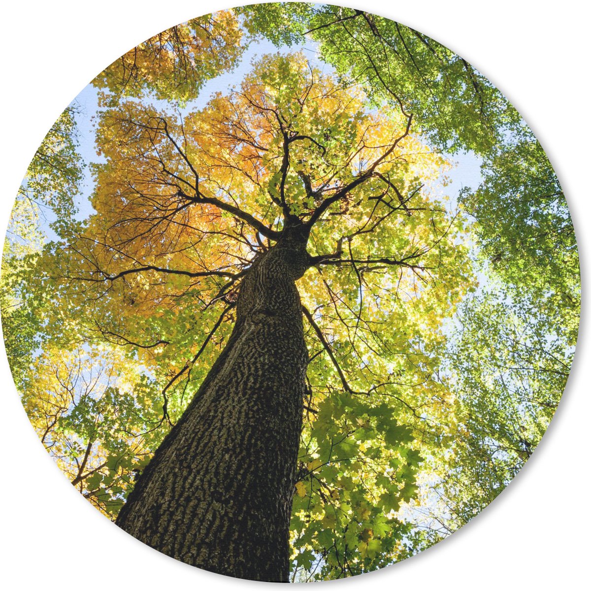 Muismat rond 30x30 cm - Mousepad Boom - Natuur - Bos - Ronde muismatten