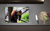 Inductieplaat Beschermer - Rode Panda Liggend op Tak van Bruine Boom - 70x52 cm - 2 mm Dik - Inductie Beschermer van Vinyl
