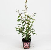4x Camellia 'Spring Festival' - Camelia in 1,5 liter pot met planthoogte 20cm