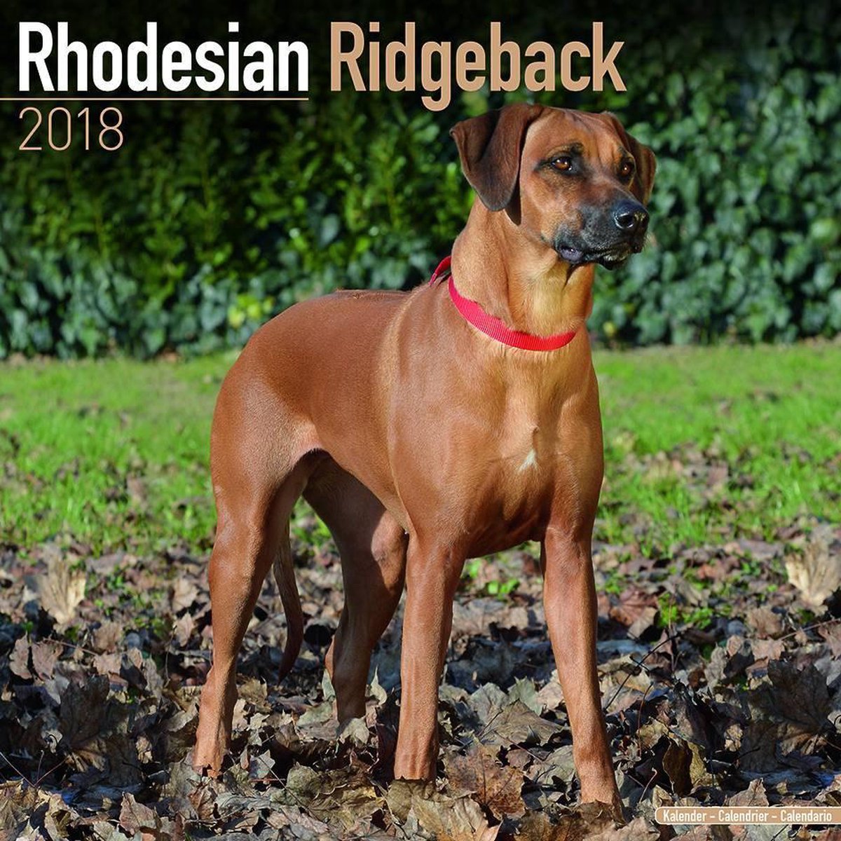 Rhodesian Ridgeback Calendar 2018 Bol