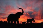 Canvas Schilderij Sunset Elephants