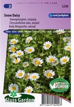 Sluis Garden - Margriet Snow Daisy (Chrysanthemum)
